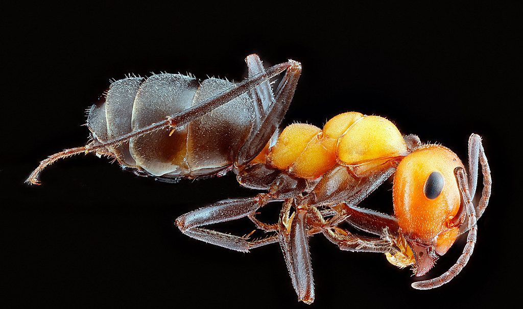 Ant Control service in Milford city, CT