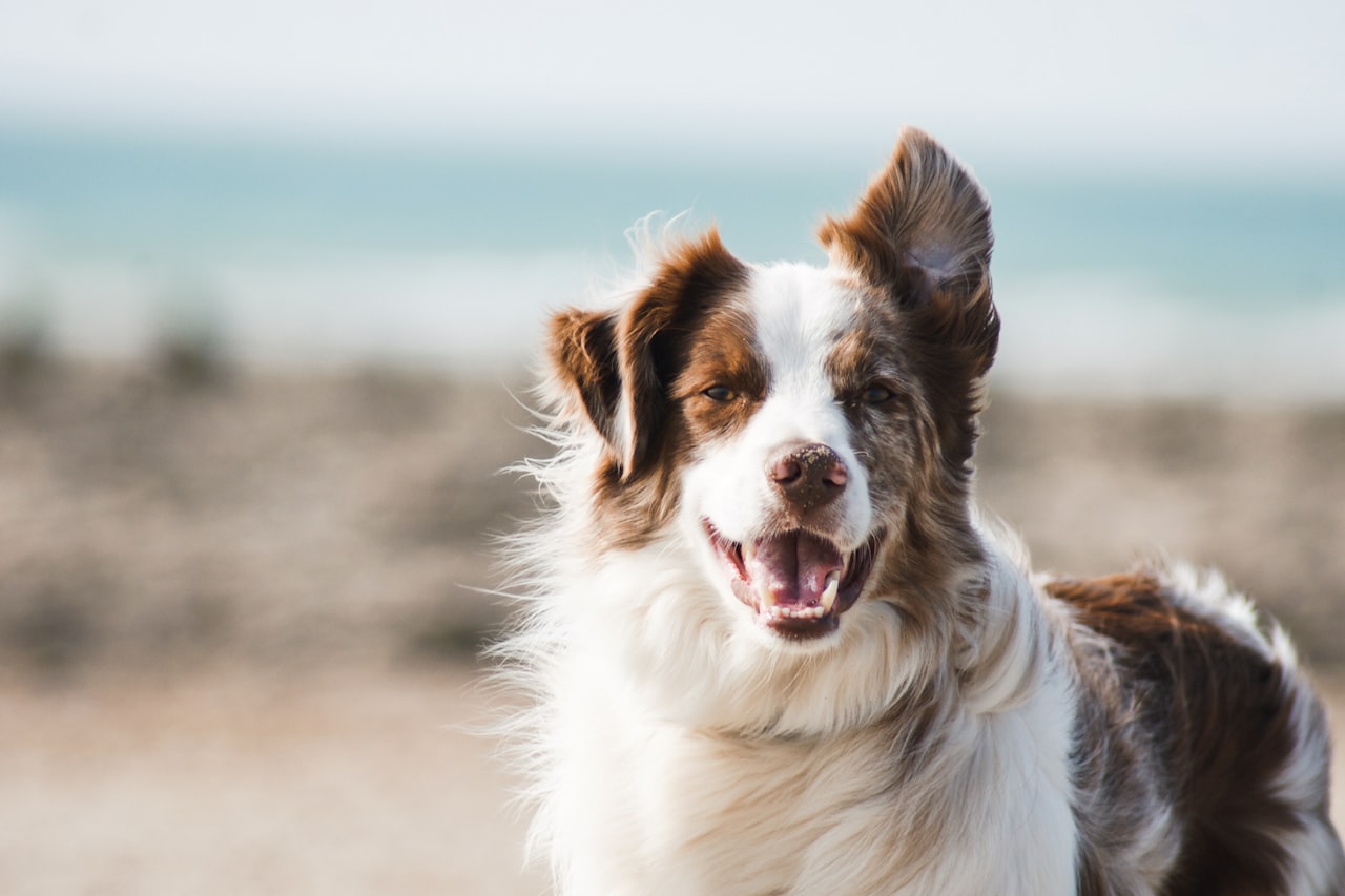 Flea & Tick Control service in Milford city, CT