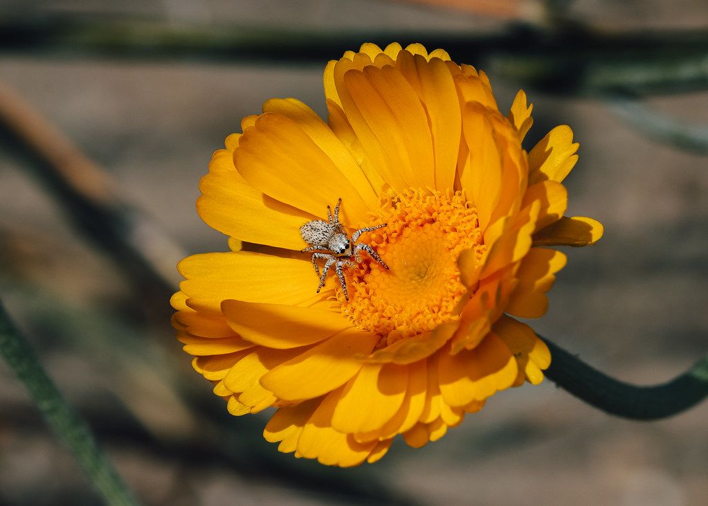 Spider Control service in Milford city, CT